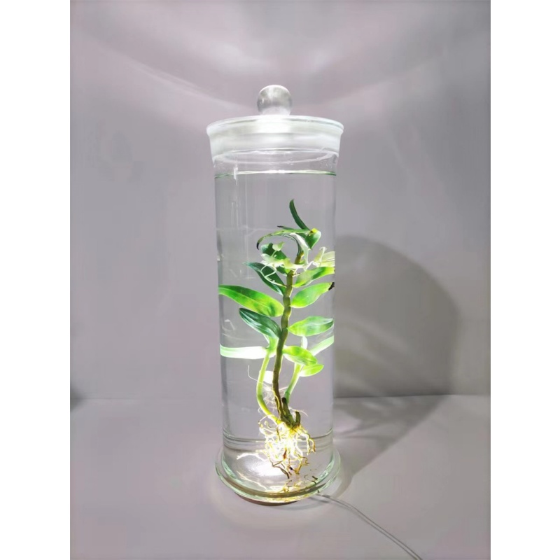 ����ֲ�� (2)